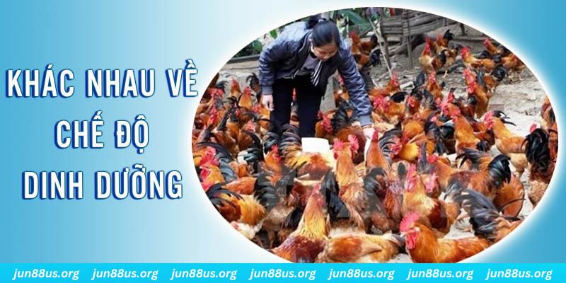vm88 xổ số thứ sáu hàng tuần